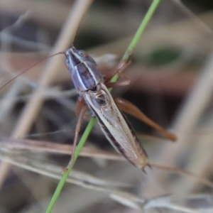 Conocephalus upoluensis at Deakin, ACT - 3 Apr 2022 05:13 PM