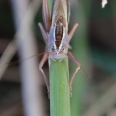 Conocephalus upoluensis at Deakin, ACT - 3 Apr 2022 05:13 PM