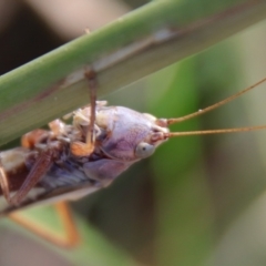 Conocephalus upoluensis at Deakin, ACT - 3 Apr 2022