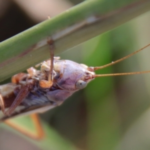 Conocephalus upoluensis at Deakin, ACT - 3 Apr 2022