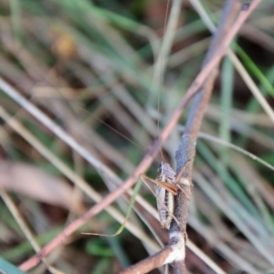 Conocephalus upoluensis at Deakin, ACT - 3 Apr 2022