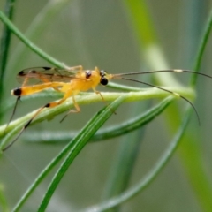 Ichneumonidae (family) (Unidentified ichneumon wasp) at Hughes Grassy Woodland - 3 Apr 2022 by LisaH