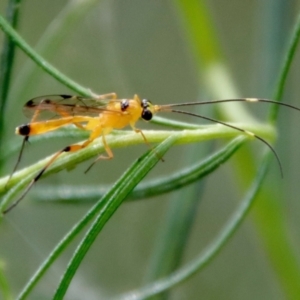 Ichneumonidae (family) at Deakin, ACT - 3 Apr 2022