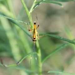 Ichneumonidae (family) at Deakin, ACT - 3 Apr 2022