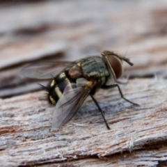 Tachinidae (family) (Unidentified Bristle fly) at Deakin, ACT - 3 Apr 2022 by LisaH