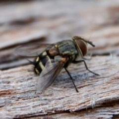 Unidentified Bristle Fly (Tachinidae) at Deakin, ACT - 3 Apr 2022 by LisaH