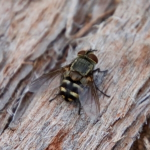 Tachinidae (family) at Deakin, ACT - 3 Apr 2022