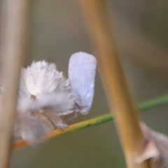 Anzora unicolor (Grey Planthopper) at Hughes Grassy Woodland - 3 Apr 2022 by LisaH