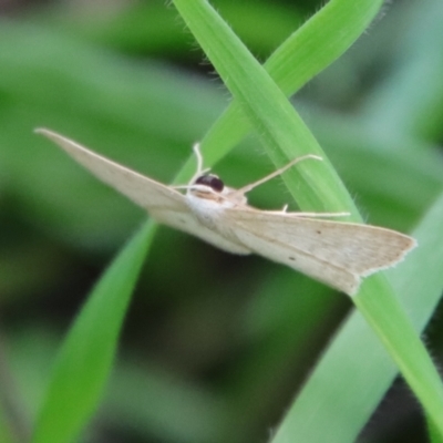 Scopula (genus) (A wave moth (Sterrhinae)) at Deakin, ACT - 3 Apr 2022 by LisaH