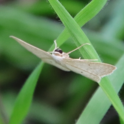 Scopula (genus) (A wave moth) at Hughes Grassy Woodland - 3 Apr 2022 by LisaH