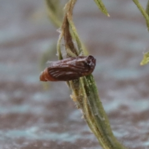 Lepidoptera unclassified IMMATURE at Hughes, ACT - 3 Apr 2022 04:29 PM