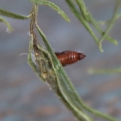 Lepidoptera unclassified IMMATURE at Hughes, ACT - 3 Apr 2022 04:29 PM