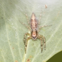 Helpis sp. (genus) (Unidentified Bronze Jumping Spider) at GG27 - 4 Feb 2022 by AlisonMilton