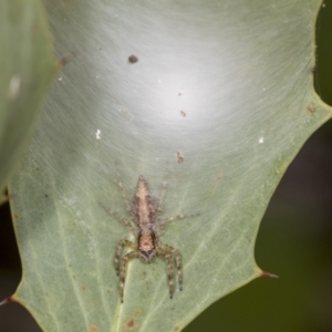 Helpis sp. (genus) at Acton, ACT - 4 Feb 2022