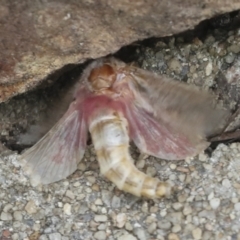 Oxycanus (genus) (Unidentified Oxycanus moths) at Acton, ACT - 4 Feb 2022 by AlisonMilton