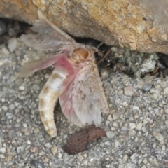 Oxycanus (genus) at Acton, ACT - 4 Feb 2022 11:08 AM