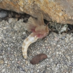 Oxycanus (genus) at Acton, ACT - 4 Feb 2022 11:08 AM