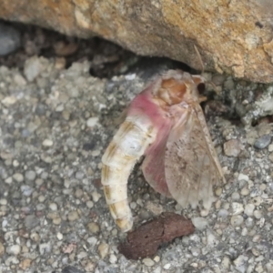 Oxycanus (genus) at Acton, ACT - 4 Feb 2022 11:08 AM