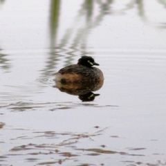 Tachybaptus novaehollandiae (Australasian Grebe) at Thurgoona, NSW - 2 Apr 2022 by KylieWaldon