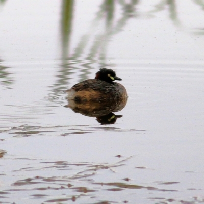 Tachybaptus novaehollandiae (Australasian Grebe) at Albury - 2 Apr 2022 by KylieWaldon