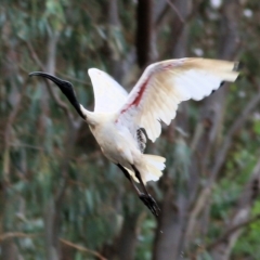 Threskiornis molucca (Australian White Ibis) at Charles Sturt University - 2 Apr 2022 by KylieWaldon