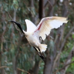 Threskiornis molucca (Australian White Ibis) at Thurgoona, NSW - 3 Apr 2022 by KylieWaldon