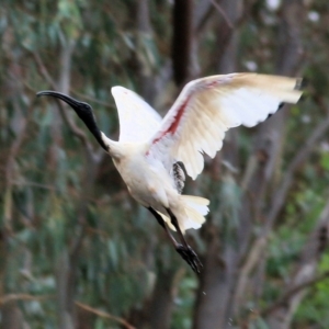 Threskiornis molucca at Thurgoona, NSW - 3 Apr 2022