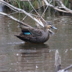 Anas superciliosa (Pacific Black Duck) at Charles Sturt University - 2 Apr 2022 by KylieWaldon