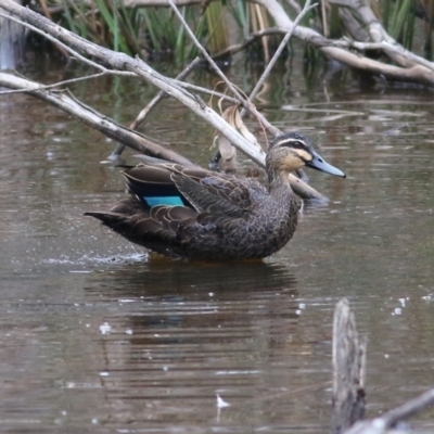 Anas superciliosa (Pacific Black Duck) at Thurgoona, NSW - 2 Apr 2022 by KylieWaldon