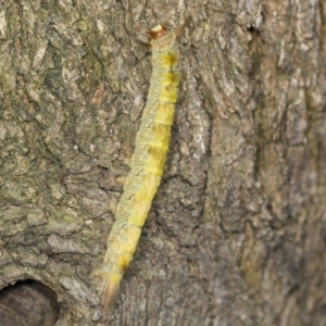 Thaumetopoeinae (subfamily) at Acton, ACT - 4 Feb 2022 10:51 AM