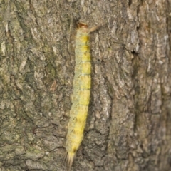 Thaumetopoeinae (subfamily) at Acton, ACT - 4 Feb 2022 10:51 AM