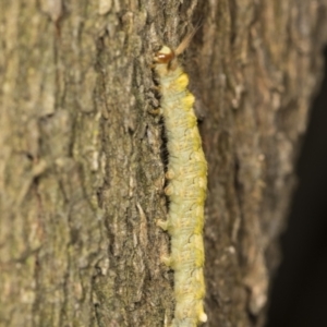 Thaumetopoeinae (subfamily) at Acton, ACT - 4 Feb 2022