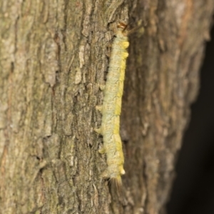 Thaumetopoeinae (subfamily) at Acton, ACT - 4 Feb 2022