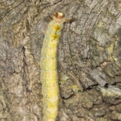 Thaumetopoeinae (subfamily) at Acton, ACT - 4 Feb 2022 10:51 AM