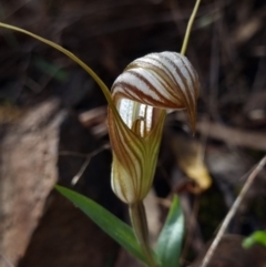 Diplodium truncatum (Little Dumpies, Brittle Greenhood) at Tralee, NSW - 3 Apr 2022 by dan.clark