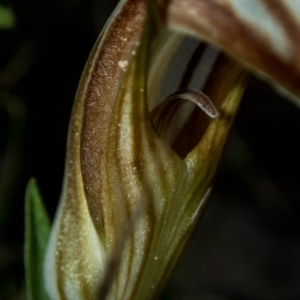 Diplodium truncatum at Tralee, NSW - 3 Apr 2022