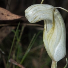 Diplodium truncatum at Tralee, NSW - 3 Apr 2022