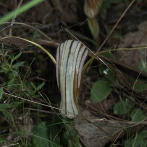 Diplodium truncatum at Tralee, NSW - 3 Apr 2022