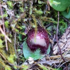 Corysanthes hispida (Bristly Helmet Orchid) at Tralee, NSW - 3 Apr 2022 by dan.clark