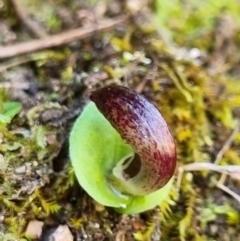 Corysanthes hispida at suppressed - 3 Apr 2022