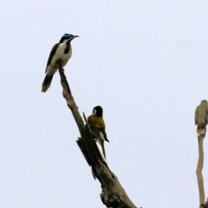 Entomyzon cyanotis at Thurgoona, NSW - 3 Apr 2022 09:26 AM