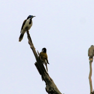 Entomyzon cyanotis (Blue-faced Honeyeater) at Thurgoona, NSW - 2 Apr 2022 by KylieWaldon