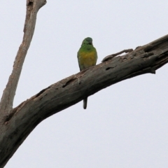 Psephotus haematonotus (Red-rumped Parrot) at Thurgoona, NSW - 2 Apr 2022 by KylieWaldon