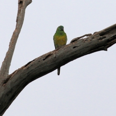 Psephotus haematonotus (Red-rumped Parrot) at Albury - 2 Apr 2022 by KylieWaldon