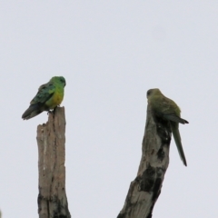 Psephotus haematonotus at Thurgoona, NSW - 3 Apr 2022 09:21 AM