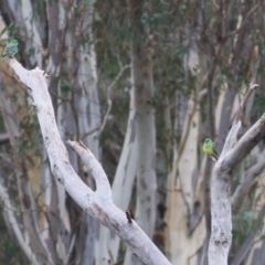 Psephotus haematonotus at Thurgoona, NSW - 3 Apr 2022
