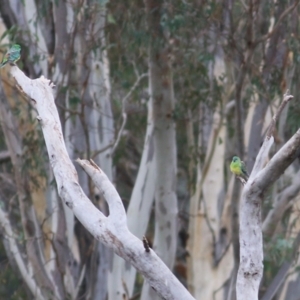Psephotus haematonotus at Thurgoona, NSW - 3 Apr 2022 09:21 AM