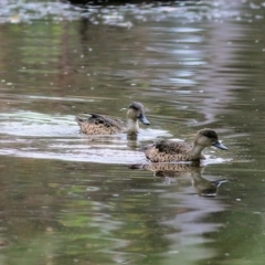 Anas gracilis (Grey Teal) at Albury - 2 Apr 2022 by KylieWaldon