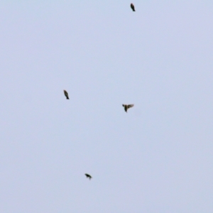 Zosterops lateralis at Thurgoona, NSW - 3 Apr 2022