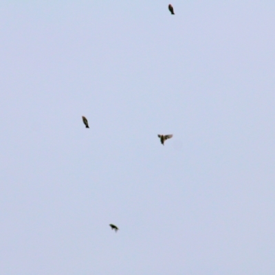 Zosterops lateralis (Silvereye) at Thurgoona, NSW - 2 Apr 2022 by KylieWaldon